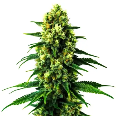 Auto Gold Leaf cannabis seeds by Blimburn Seeds