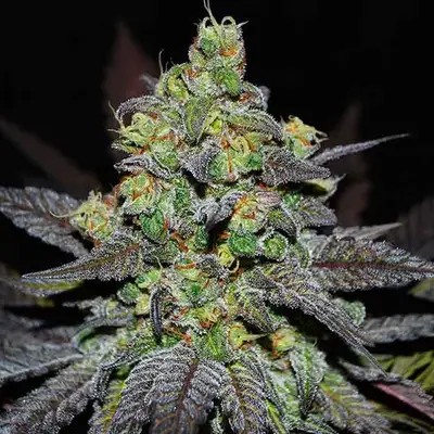 Auto Golosa XL cannabis seeds