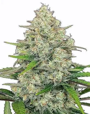 Auto Gorilla Cookies cannabis seeds
