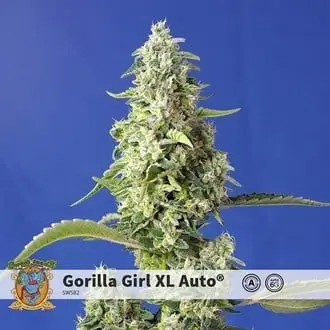 Auto Gorilla Girl XL cannabis seeds by Sweet Seeds