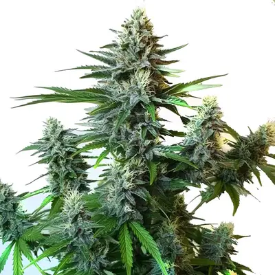 Auto Gorilla Glue Autoflower F1 cannabis seeds