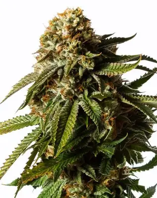 Auto Gorilla Glue cannabis seeds