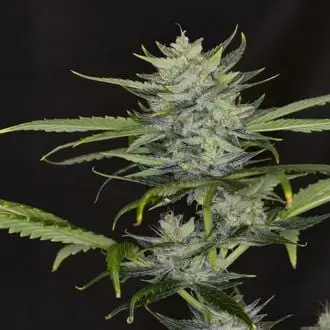 Auto Gorilla King cannabis seeds by Kannabia
