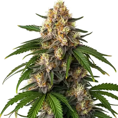 Auto Gorilla Kush cannabis seeds by Blimburn Seeds