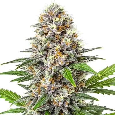 Auto Gorilla Punch cannabis seeds by Blimburn Seeds