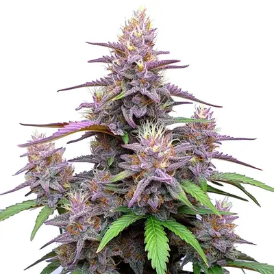 Auto Gorilla Purple cannabis seeds by Blimburn Seeds