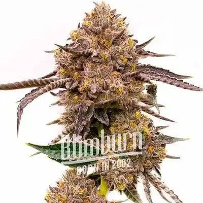 Auto Gorilla x Zkittlez cannabis seeds