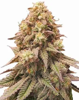 Auto Gorilla Zkittlez cannabis seeds