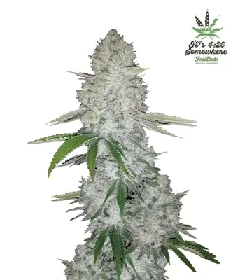 Auto Gorilla cannabis seeds