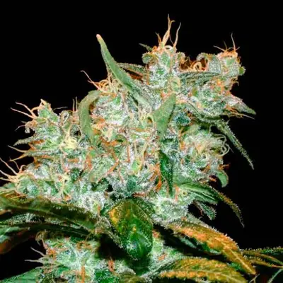 Auto Goxuak cannabis seeds