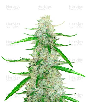 Auto Grandaddy Purple cannabis seeds