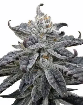 Auto Granddaddy Purple cannabis seeds