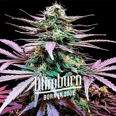 Auto Granddady Gorilla cannabis seeds by Blimburn Seeds