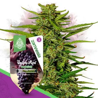 Auto Grape Ape F1 cannabis seeds by Zamnesia Seeds