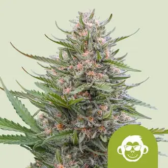 Auto Grape Ape cannabis seeds by Royal Queen Seeds