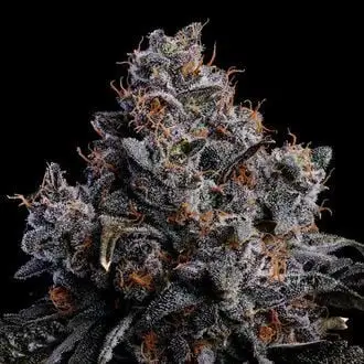Auto Grape Pop Rocks cannabis seeds by Anesia Seeds