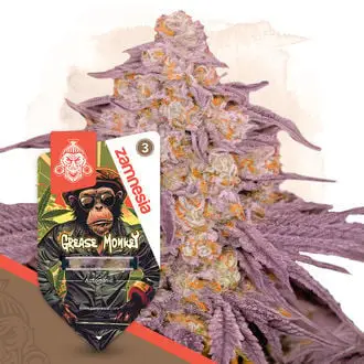 Auto Grease Monkey cannabis seeds by Zamnesia Seeds