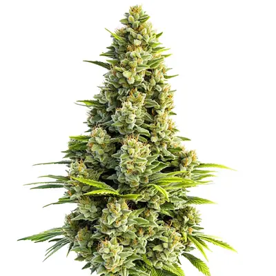 Auto Great White Shark cannabis seeds by Blimburn Seeds