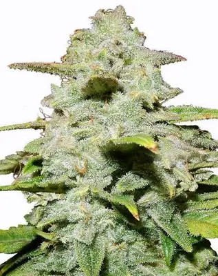 Auto Green Crack cannabis seeds