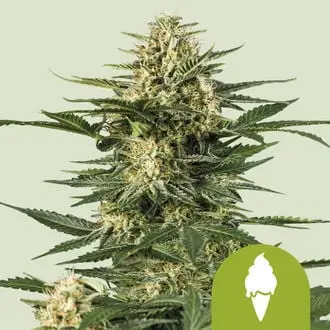 Auto Green Gelato cannabis seeds