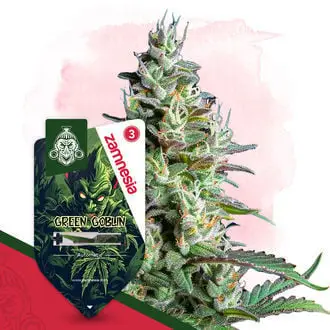 Auto Green Goblin cannabis seeds by Zamnesia Seeds