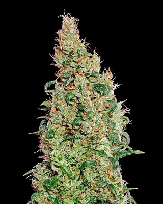 Auto Green-O-Matic cannabis seeds