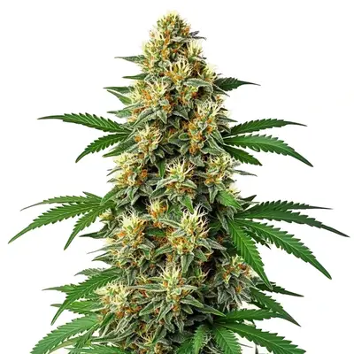 Auto Green Poison Auto F1 cannabis seeds