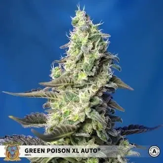 Auto Green Poison XL cannabis seeds by Sweet Seeds