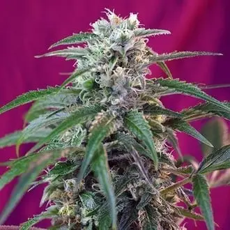 Auto Green Poison cannabis seeds by Sweet Seeds