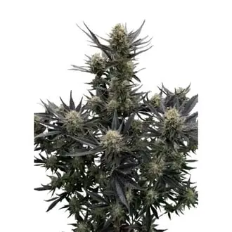 Auto Guava Auto RF3 cannabis seeds