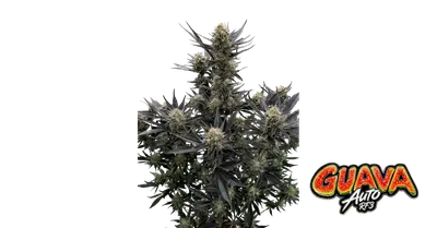 Auto Guava RF3 cannabis seeds