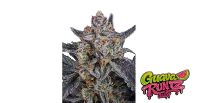 Auto Guava Runtz cannabis seeds