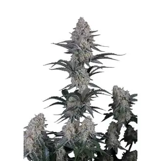 Auto Guava Sundae cannabis seeds by Fastbuds
