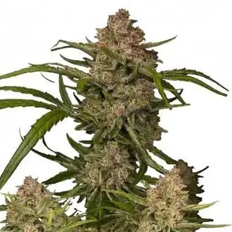 Auto Guava cannabis seeds by Fastbuds