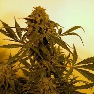 Auto Guillotine cannabis seeds by French Touch Seeds