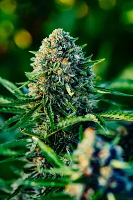 Auto Gummibears cannabis seeds
