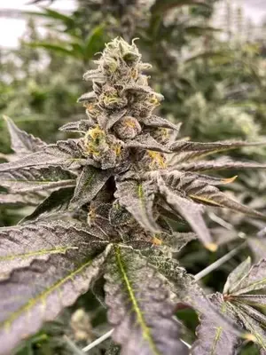 Auto Gummy Mintz cannabis seeds