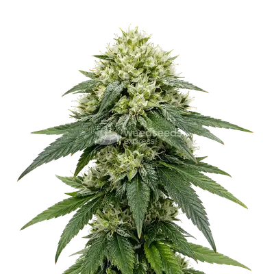 Auto Gush Mints cannabis seeds