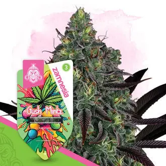 Auto Gush Mintz cannabis seeds