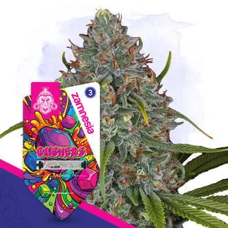 Auto Gushers cannabis seeds by Zamnesia Seeds