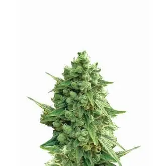 Auto Hawaii Maui Waui cannabis seeds by Nirvana Seeds