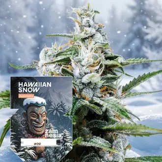 Auto Hawaiian Snow cannabis seeds