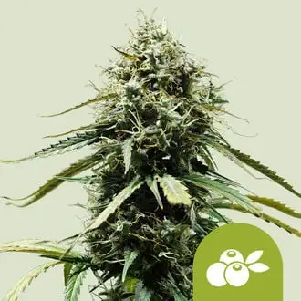 Auto Haze Berry cannabis seeds