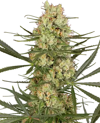 Auto Haze Dawg cannabis seeds