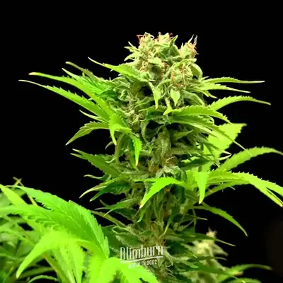 Auto Haze XL cannabis seeds by Blimburn Seeds