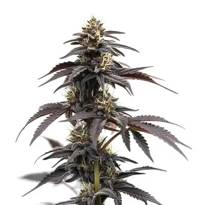 Auto Head Band cannabis seeds