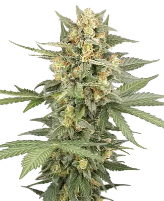 Auto Head Knock cannabis seeds
