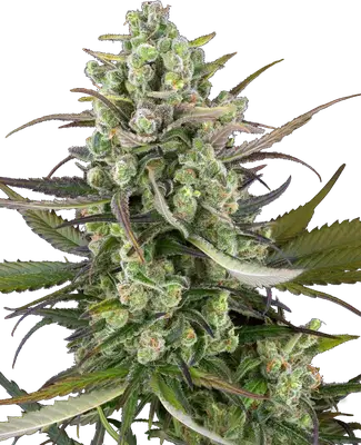 Auto Headband Kiwi cannabis seeds