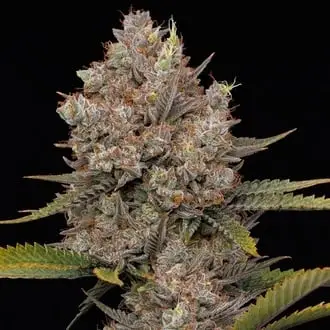 Auto Hella Jelly cannabis seeds by Humboldt Seed Company