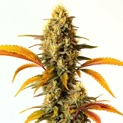 Auto Hellfire OG cannabis seeds by Blimburn Seeds